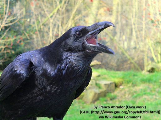 512px-Raven_croak